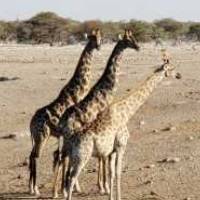 Three giraffes standing together